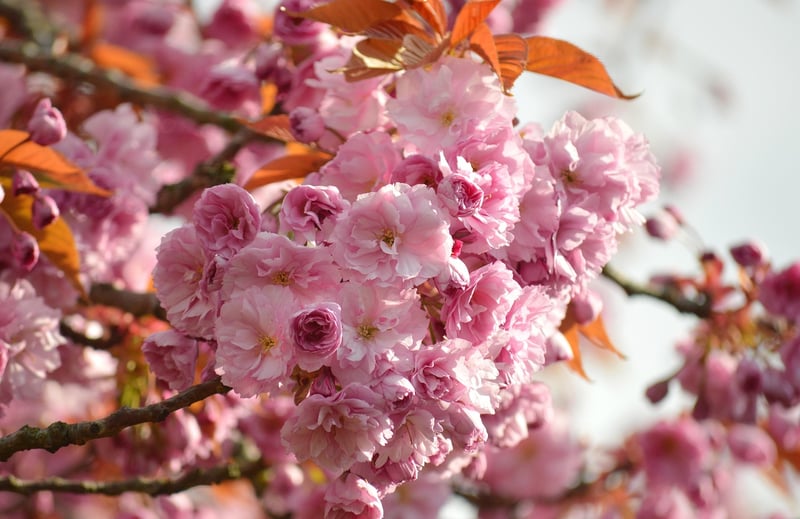 Magical Blossoms