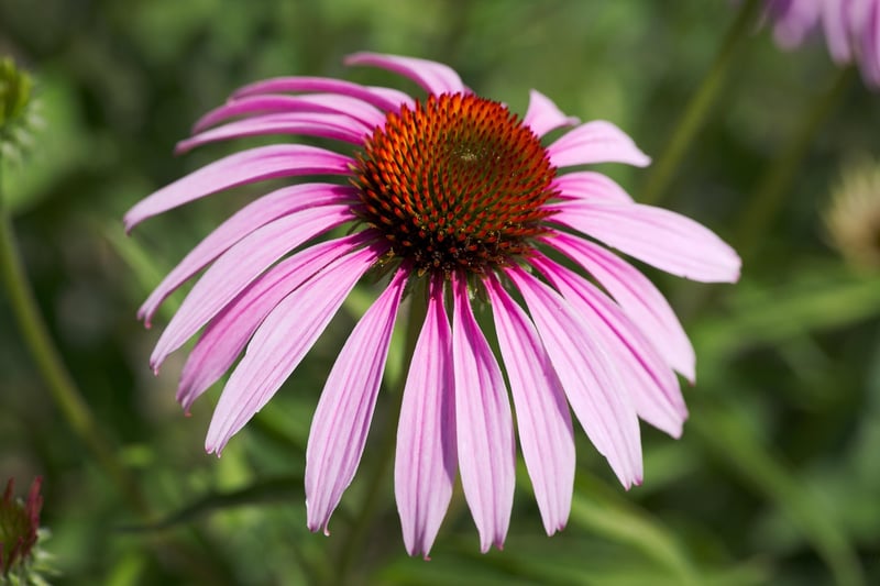Echinacea Flower