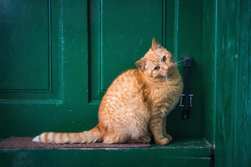 Ginger