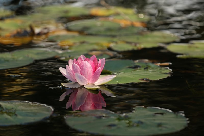 Lotus Flower