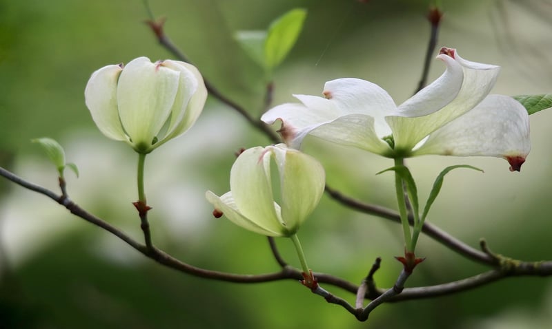 Moonflower